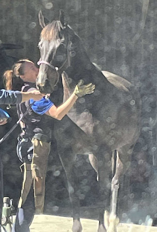Sarah with one of her equine clients